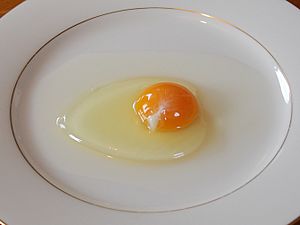 Chicken egg01 monovular