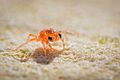 Christmas island red crabs - megalopae stage chris bray-5