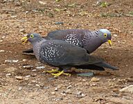 Columba arquatrix, by kleilek, k, Pretoria