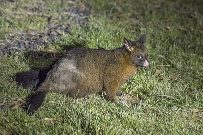 Common brushtail possum (Trichosurus vulpecula) Scottsdale