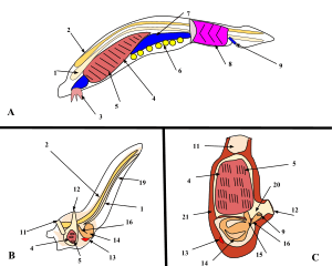 Comparison of Three Invertebrate Chordates