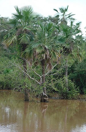 Copernicia Tectorum.jpg