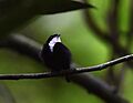 Corapipo gutturalis 107978856