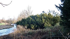 Craigends Yew grove, Houston, Renfrewshire - view from the old ice house