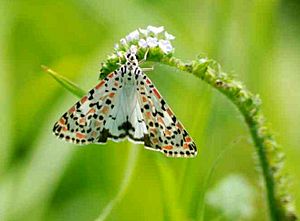 Crotalaria Moth (Utetheisa lotrix) 04