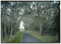 DETAIL OF BIG TREE ALONG MAUNA LOA ROAD. - Mauna Loa Road, Volcano, Hawaii County, HI HAER HI-50-10 (CT)