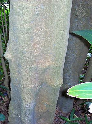 Daphnandra micrantha trunk.jpg