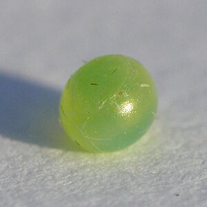 Deilephila elpenor - egg 1 (HS)