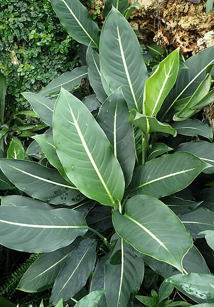 Dieffenbachia oerstedii kz2