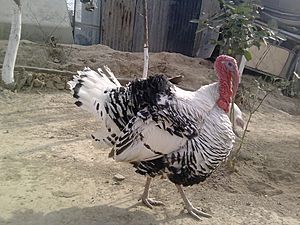 Domestic turkey in Pakistan