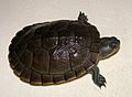 Dossière de Trachemys decussata angusta