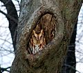 Eastern Screech Owl-red-phase2