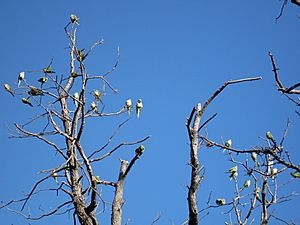 Edgewater parrots1