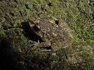 Eleutherodactylus cuneatus02.jpg