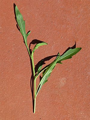 Eruca vesicaria subsp. sativa 7
