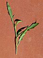 Eruca vesicaria subsp. sativa 7