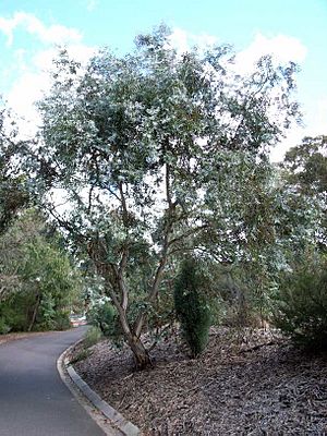 Eucalyptus risdonii.jpg