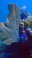 Fan corals surround the Útila island with great snorkeling opportunities