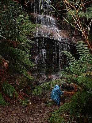 Ferntree waterfalls