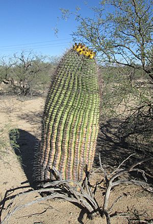 Ferocactus wislizeni (Giant Fishook Barrel Cactus) Arizona 2013