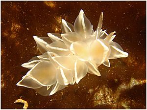 Frosted Nudibranch (1176572299)