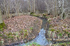 Gamlingay Wood 6