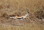 Gazella thomsonii in flight