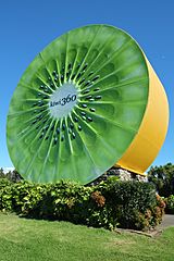 Giant kiwifruit at Te Puke Kiwi 360 - green side portrait