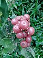 Glycosmis pentaphylla orangeberry vijayanrajapuram 07