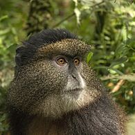 Golden monkey (Cercopithecus kandti) head