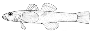 Grahamichthys radiata (Grahams gudgeon).gif