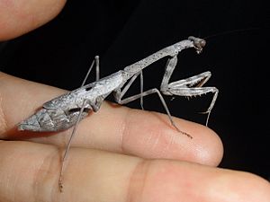 Gray adult female Carolina Mantis