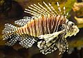 Greater Cleveland Aquarium (18978495623)