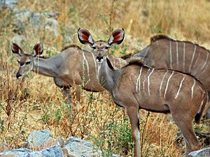 Greater Kudu herd