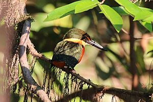 Green-and-rufous kingfisher (Chloroceryle inda).JPG