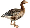 Greylag flipped