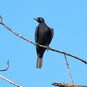 Gymnoderus foetidus - Bare-necked Fruitcrow