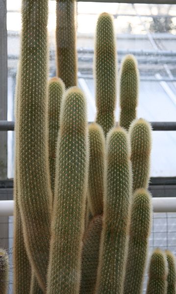 Haageocereus fascicularis