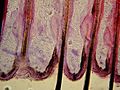 Hair follicle of feline - Microscopic view 2