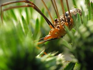 Harvestman macro