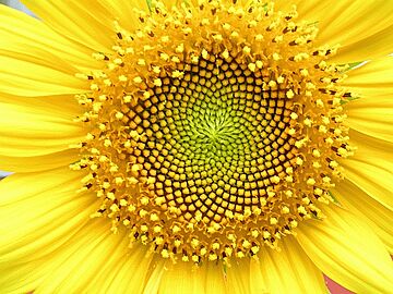 Helianthus whorl