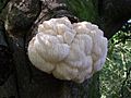 Hericium erinaceum on an old tree in Shave Wood, New Forest - geograph.org.uk - 254892