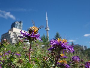 Honey bee in Toronto