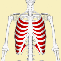 Internal intercostal muscles animation