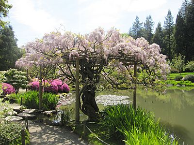 Japanese garden interesting tree