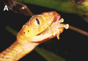 Leptodeira septentrionalis eating Cochranella mache