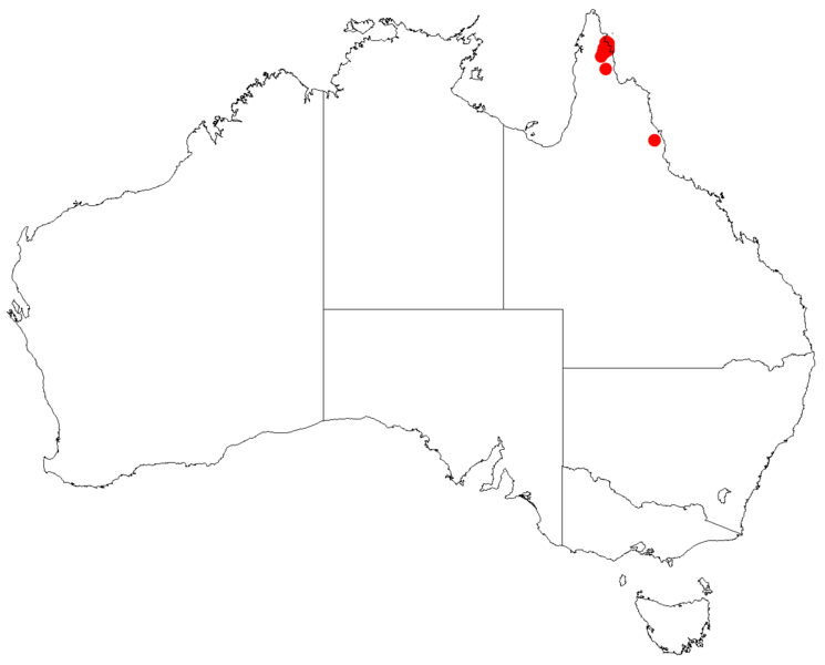 Leptospermum purpurascensDistA65