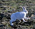 Lepus arcticus 1997-08-04
