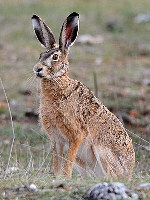 European hare Facts for Kids