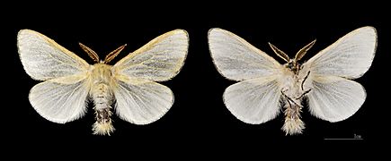 Leucoma salicis MHNT.CUT.2012.0.356.Crest-Voland Male